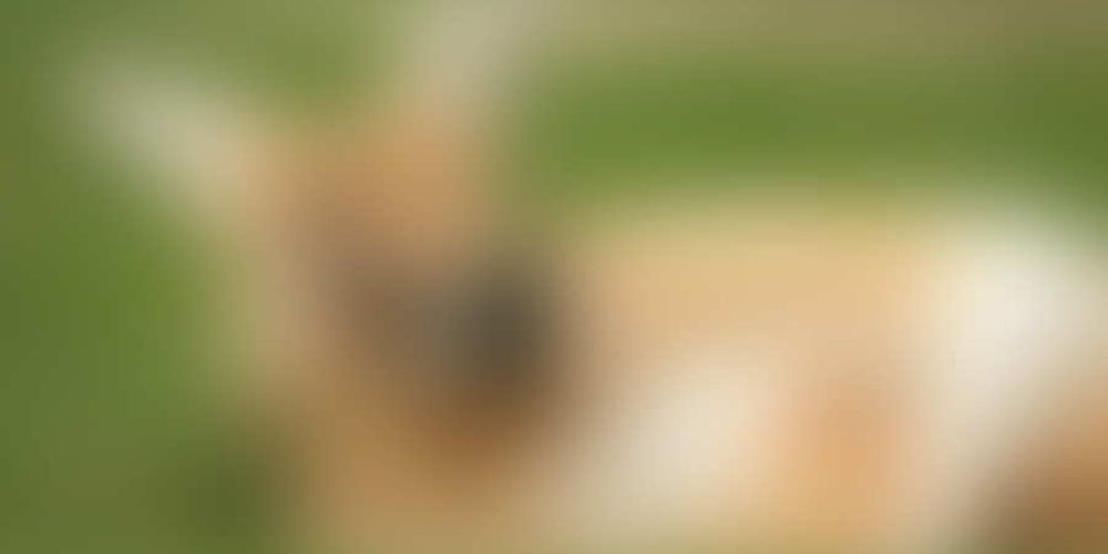 Let’s take a rest, animal siesta is on